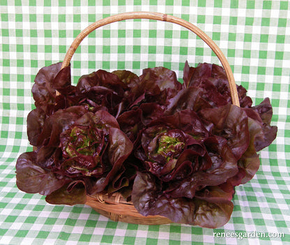 Baby Romaine Lettuce - Ruby Gem