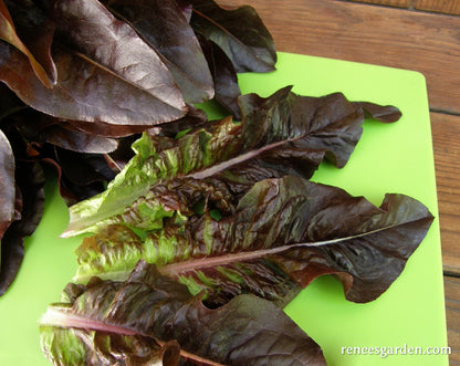 Heirloom Cutting Lettuce - Red Deer Tongue