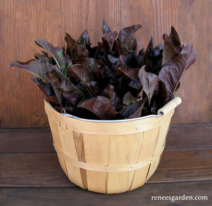 Heirloom Cutting Lettuce - Red Deer Tongue