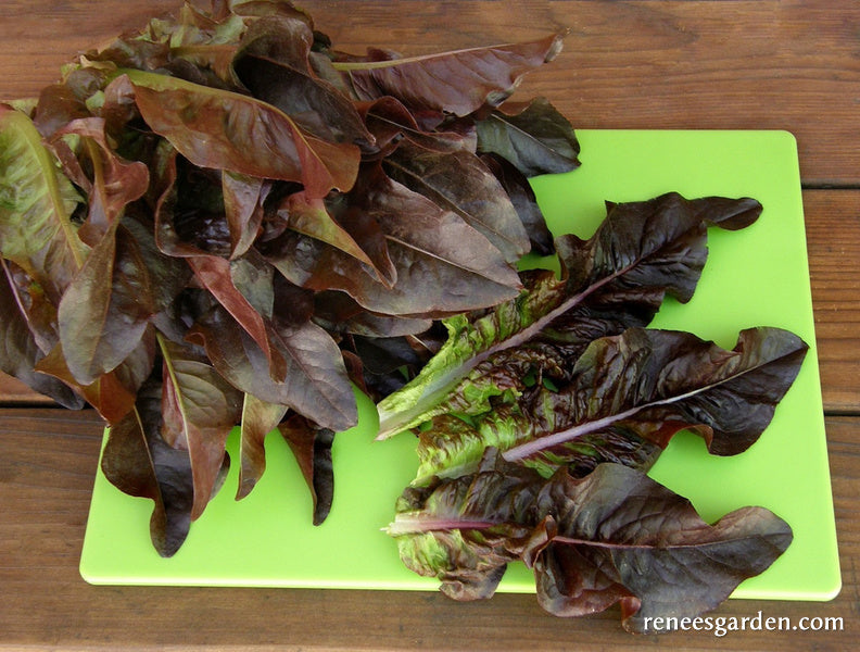 Heirloom Cutting Lettuce - Red Deer Tongue