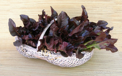 Heirloom Cutting Lettuce - Red Deer Tongue