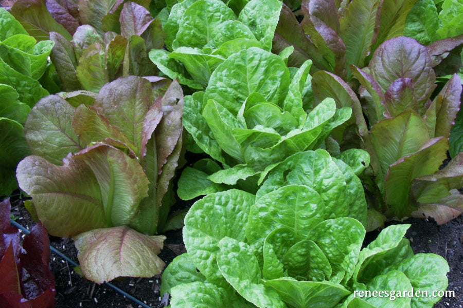 Green & Red Romaines - Renee's Caesar Duo