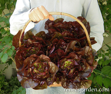 Baby Romaine Lettuce - Ruby Gem