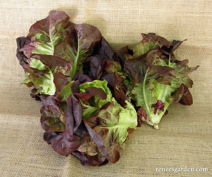 Baby Romaine Lettuce - Ruby Gem