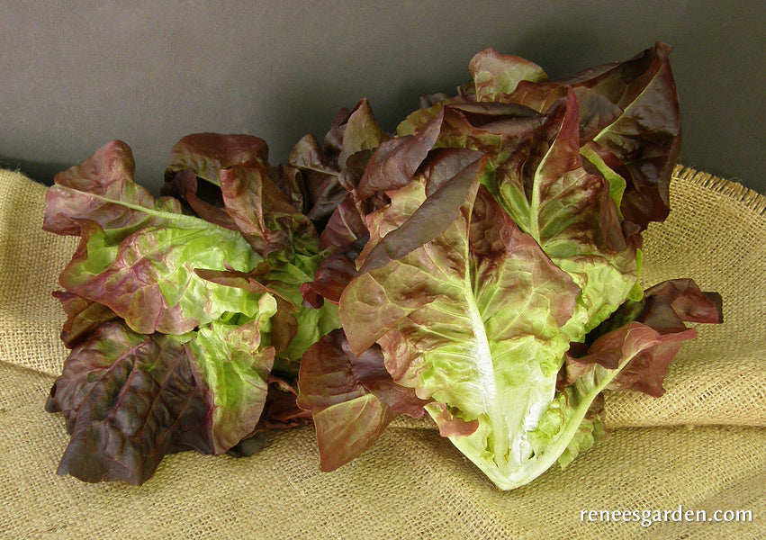 Baby Romaine Lettuce - Ruby Gem