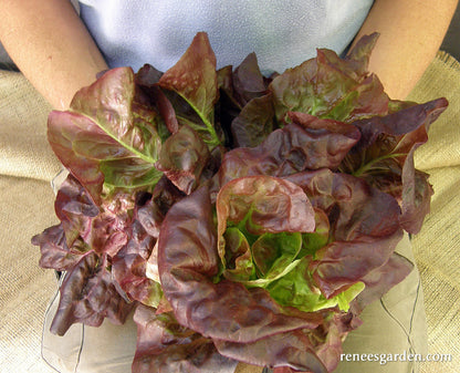 Baby Romaine Lettuce - Ruby Gem