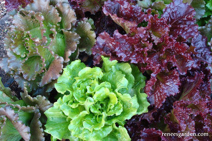Summer Lettuce Bouquet - European Reds & Greens