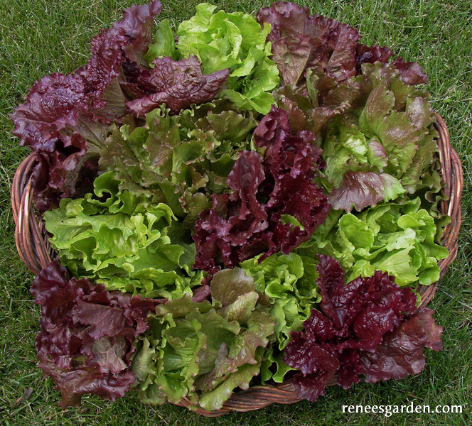 Summer Lettuce Bouquet - European Reds & Greens