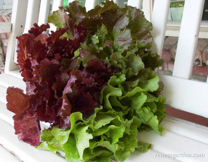 Summer Lettuce Bouquet - European Reds & Greens
