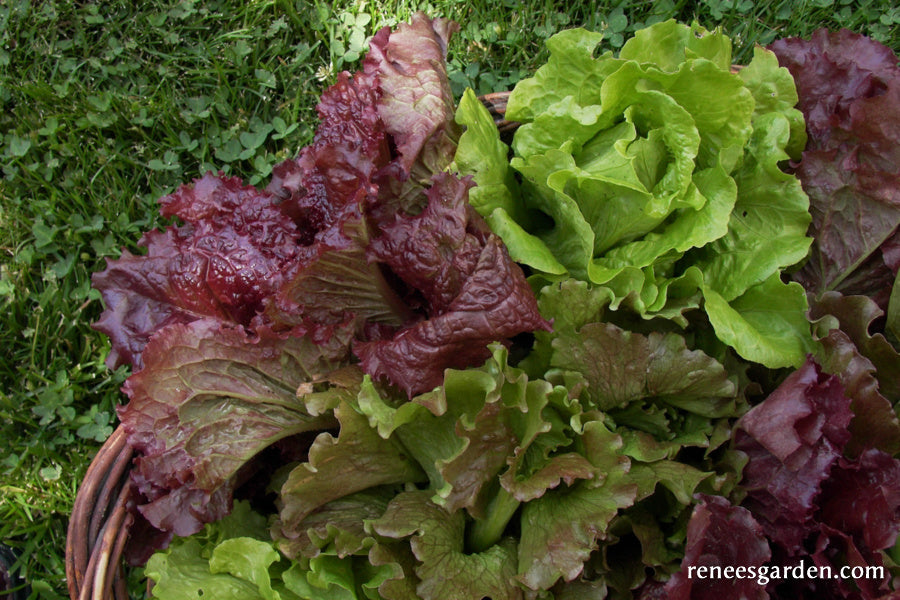 Summer Lettuce Bouquet - European Reds & Greens