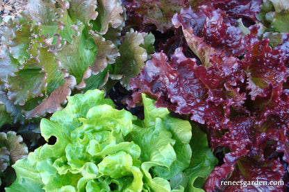 Summer Lettuce Bouquet - European Reds & Greens