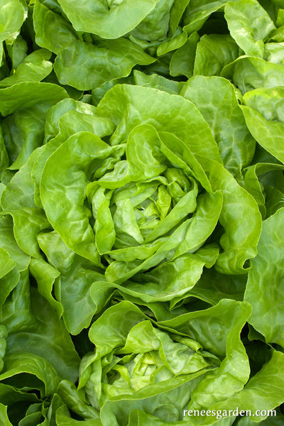 Butterhead Lettuce - Rhapsody