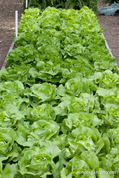 Butterhead Lettuce - Rhapsody