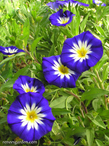 Bush Morning Glory - Heirloom Blue Ensign