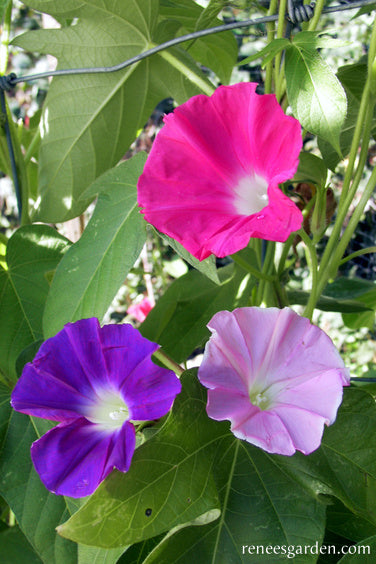 Morning Glory - Early Call