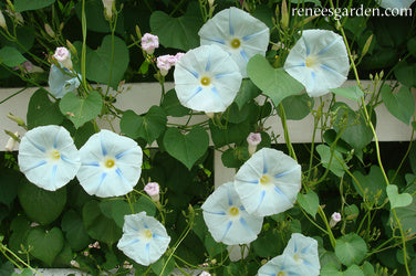 Heirloom Morning Glory - Glacier Star