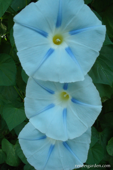 Heirloom Morning Glory - Glacier Star
