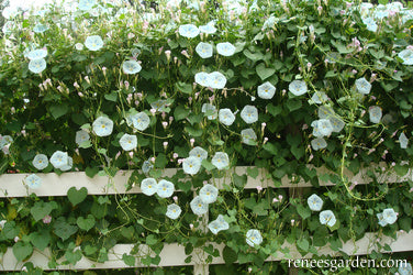 Heirloom Morning Glory - Glacier Star
