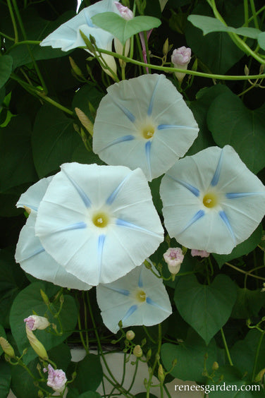 Heirloom Morning Glory - Glacier Star