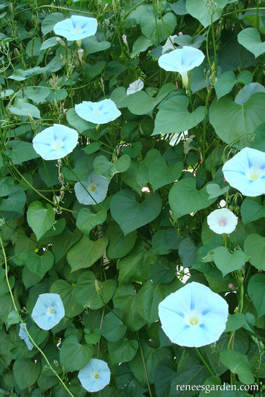 Heirloom Morning Glory - Glacier Star