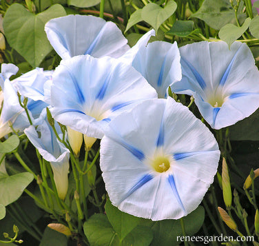 Heirloom Morning Glory - Glacier Star
