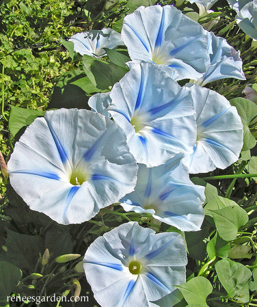 Heirloom Morning Glory - Glacier Star