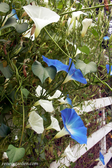 Heirloom Morning Glory - Mailbox Mix