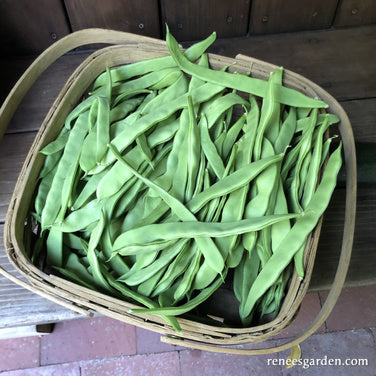 Pole Beans - Early Spanish Musica Organic