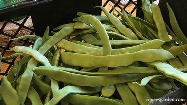Early Pole Beans - Spanish Musica