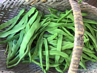 Early Pole Beans - Spanish Musica