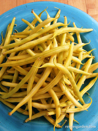 French Bush Bean - Roc d'Or Organic