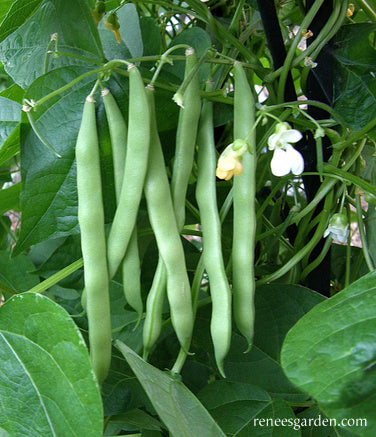 Heirloom Pole Beans - Kentucky Wonder Organic