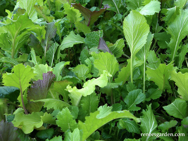 Heirloom Greens - Cut & Come Again Mustards Organic