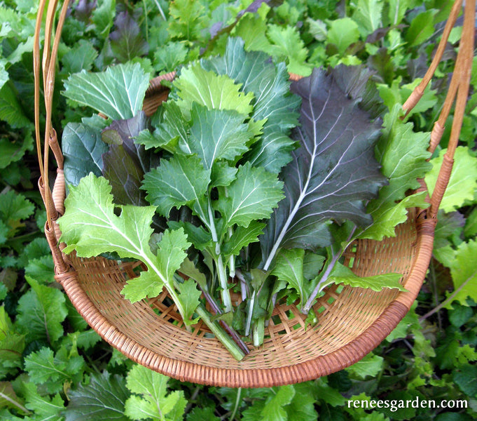 Heirloom Greens - Cut & Come Again Mustards Organic