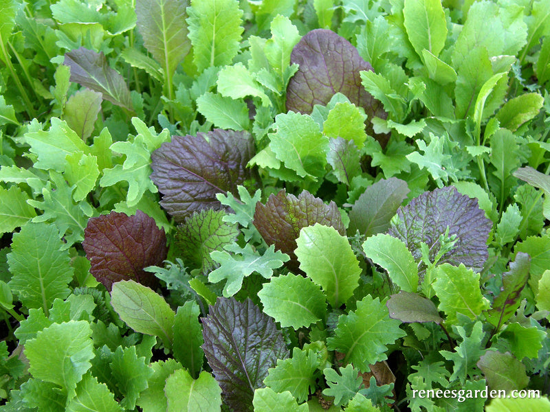 Heirloom Greens - Quick Stirfry Blend Organic