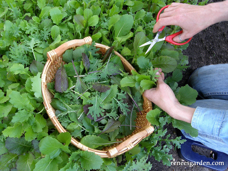 Heirloom Greens - Quick Stirfry Blend Organic
