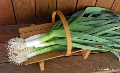 German Leeks - Striesen Organic