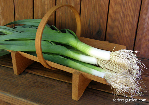 German Leeks - Striesen Organic