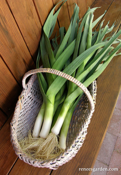 German Leeks - Striesen Organic