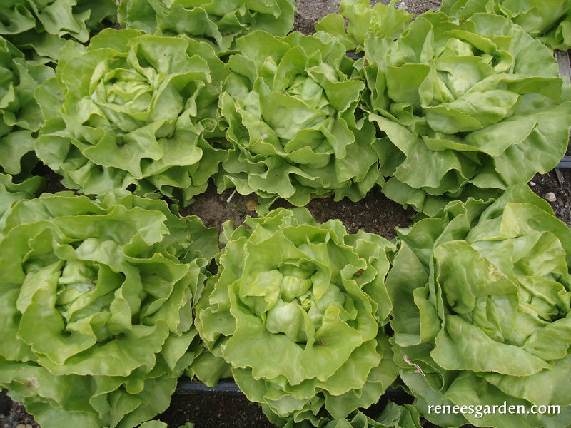 Heirloom Butterhead Lettuce - Kagraner Sommer Organic