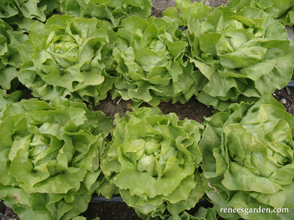 Heirloom Butterhead Lettuce - Kagraner Sommer Organic