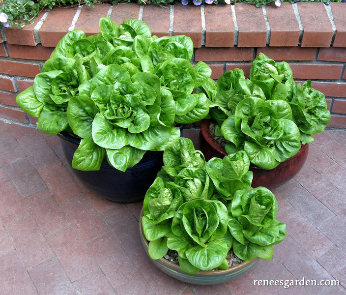 Heirloom Container Lettuce - Jade Gem Organic