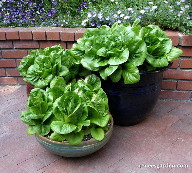 Heirloom Container Lettuce - Jade Gem Organic