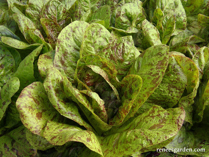 Heirloom Cutting Lettuce - Flashy Trout Back Organic