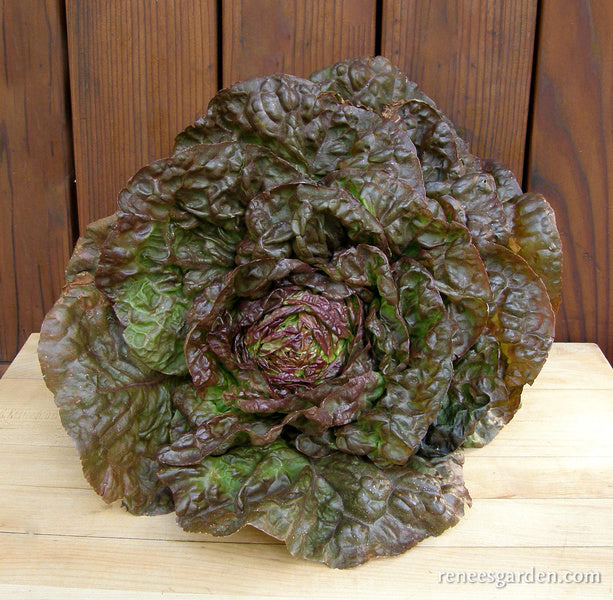 Summer Bibb Lettuce - Patty's Choice Organic