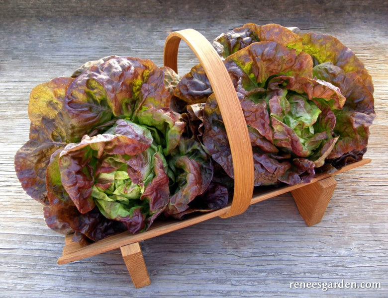 Summer Bibb Lettuce - Patty's Choice Organic