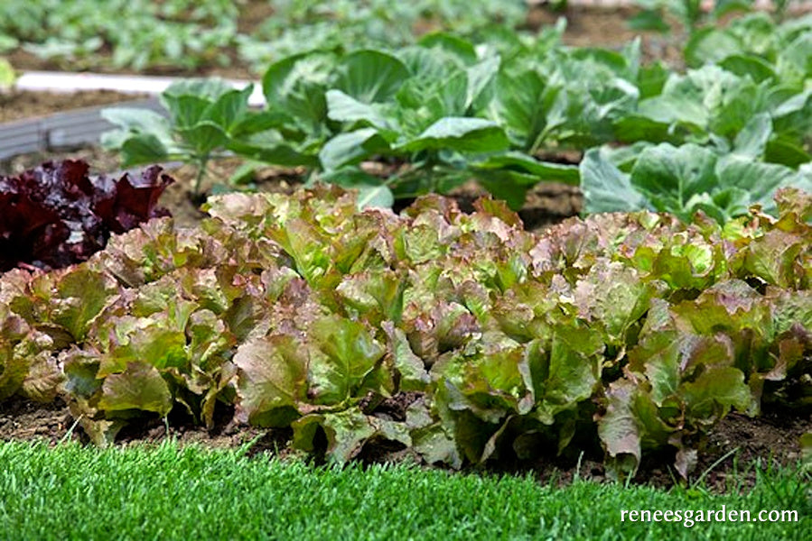 Summer Bibb Lettuce - Patty's Choice Organic