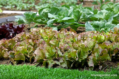 Summer Bibb Lettuce - Patty's Choice Organic