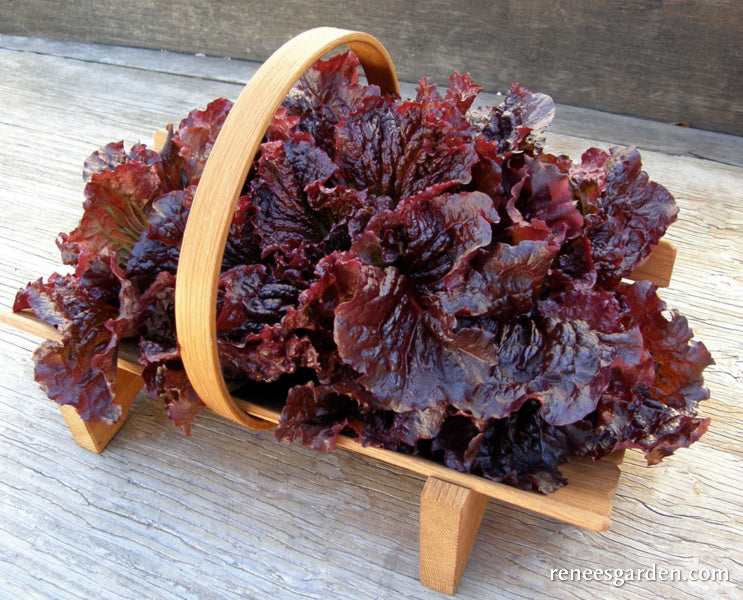French Red Leaf Lettuce - Redina Organic