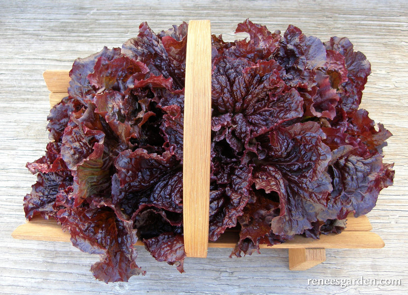 French Red Leaf Lettuce - Redina Organic